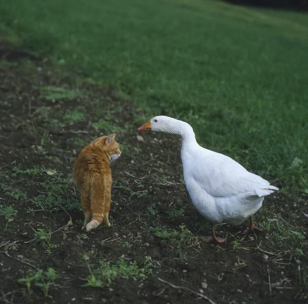 Gęś Domowa Kontra Kot Domowy Czerwono Biały Spotkanie Spotkanie — Zdjęcie stockowe