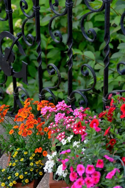 Várias Flores Verão Vasos Nas Escadas — Fotografia de Stock