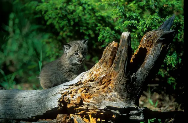 Bobcat Lynx Rufus Jong Dier — Stockfoto