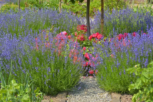 Hüttengarten Lavendel Blüht Vor Roten Rosen — Stockfoto
