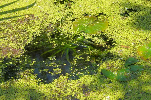 Rybník Duckweedem Vodní Rostliny Obyčejný Duckweed Lemna Minor Růžová Zahrada — Stock fotografie