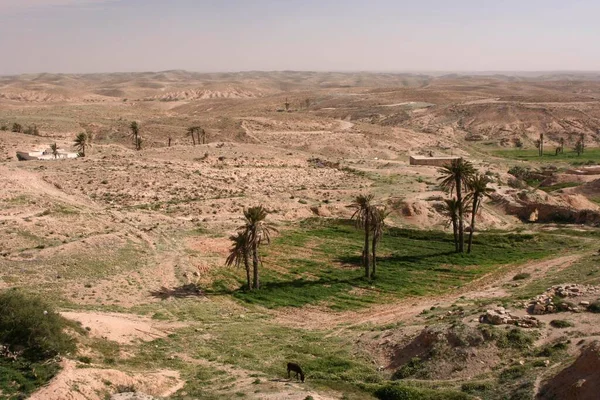 Costruendo Piccole Dighe Acqua Vegetazione Viene Strappata Dal Deserto Paesaggio — Foto Stock