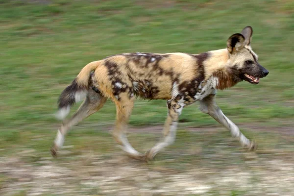 Câine Sălbatic African Lycaon Pictus Câine Sălbatic African Adult Alergând — Fotografie, imagine de stoc
