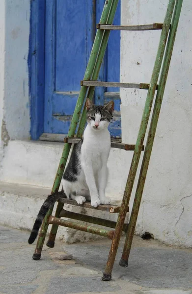 Kot Domowy Biały Tabby Siedzi Drabinie Tinos Island Cyklady Grecja — Zdjęcie stockowe