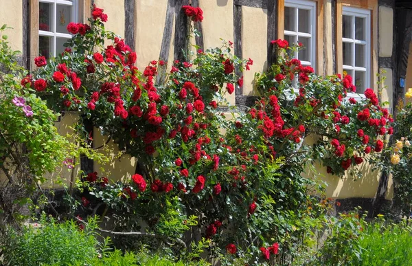 Rosas Escalada Vermelha Meia Madeira Janela Jardim Maulbronn Schmie Rose — Fotografia de Stock