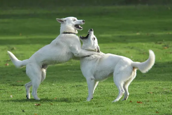 Два Белых Пастуха Мужчины Играют Вместе Лугу Белая Швейцарская Овчарка — стоковое фото