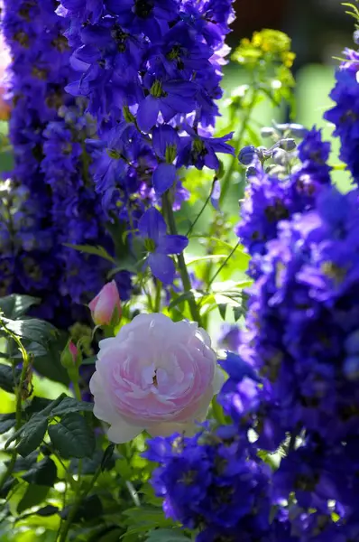 Arbusto Rosa Con Delphinium Nel Giardino — Foto Stock