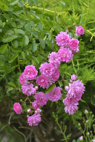 Розовые Цветущие Розы Саду — стоковое фото