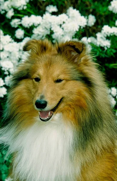 Sheltie Shetland Schferhund Aus Nächster Nähe — Stockfoto