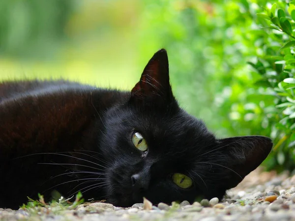 Czarny Kot Domowy Ogrodzie Czarny Kot Domowy Leżący Ziemi — Zdjęcie stockowe