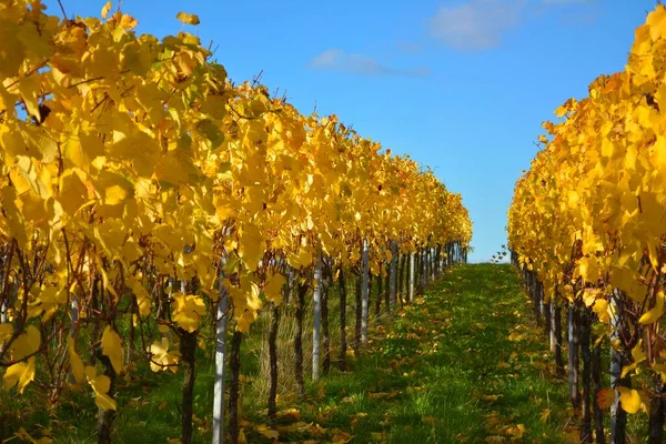 Gelbe Weinblätter Sulzfeld Weinberg Herbst — Stockfoto