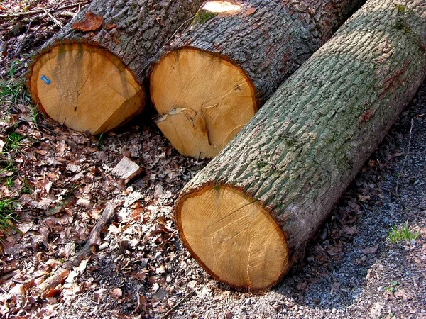 Snij Boomstammen Het Bos Timber Oak Boomgaard — Stockfoto
