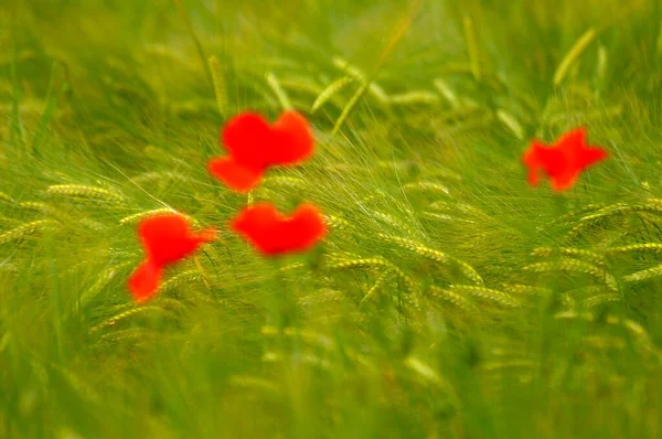 Beautiful Poppy Flowers Blooming Green Field — Stock Photo, Image