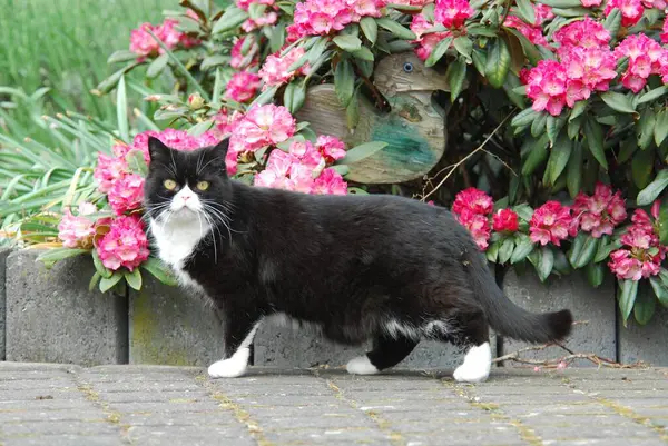 Domestic cat, Black and White, standing in front of a flowering Rhododendron bush, cat, Black and White, standing in front of a flowering wildcat (felis silvestris) forma catus, domesticus