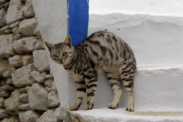 Domácí Kočka Stříbrná Tabby Opřená Schod Klenutá Záda Ostrov Tinos — Stock fotografie