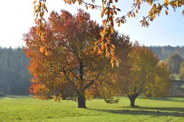 가을에 다채로운 — 스톡 사진