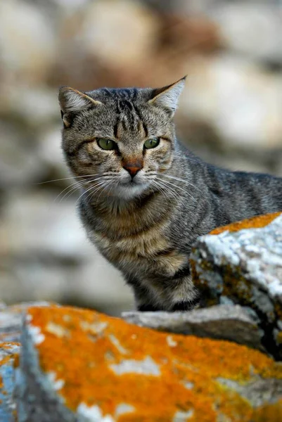 Gato Doméstico Tabby Espreitando Para Baixo Uma Parede Ilha Tinos — Fotografia de Stock