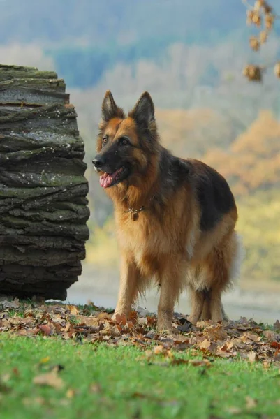 德国牧羊人 Fci标准编号 166岁 德国牧羊人 阿尔萨斯犬 Canis Lupus Familiaris — 图库照片