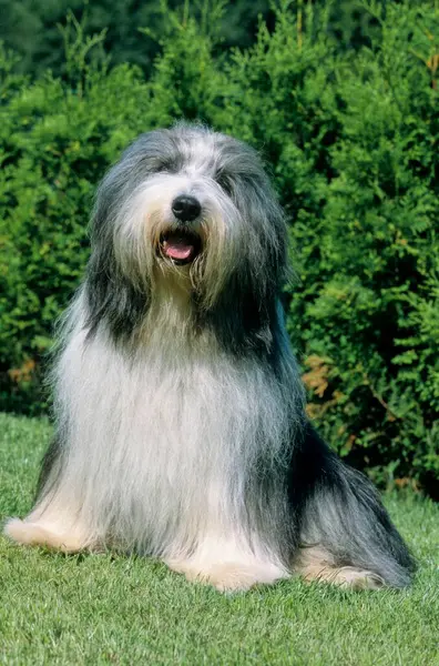 Bearded Collie herding dogs and cattle dogs, Bearded collie sheepdogs and cattledogs