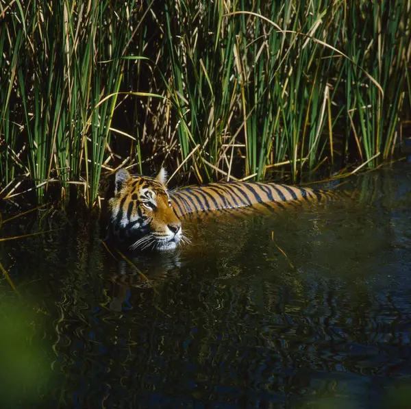 Bengaltiikeri Panthera Tigris Tigris Valkoinen Kuninkaallinen Bengaltiikeri Panthera Tigris — kuvapankkivalokuva