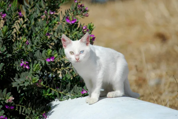 Młody Kotek Domowy Biały Różnych Kolorach Oczu Stojący Ścianie Wyspa — Zdjęcie stockowe