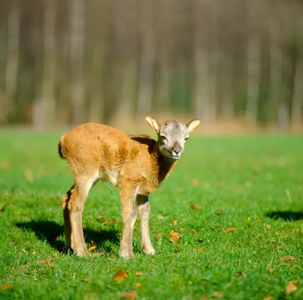 Argali Ovis Ammon Argali Muflão Europeu Ovis Orientalis Musimon — Fotografia de Stock