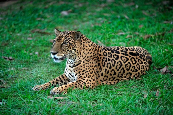 Jaguar Panthera Onca Pantanal Brasil Adulto Hombre Retrato Mintiendo Brasil — Foto de Stock