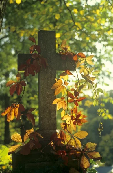 Croce Tomba Con Wilderwein Nella Retroilluminazione Cimitero — Foto Stock
