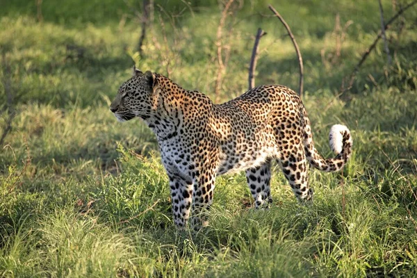 Leopard Panthera Pardus Kruger National Park Sud Africa Sabisabi Private — Foto Stock