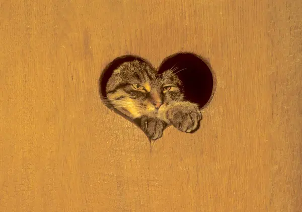 Коробка Мусора Домашняя Кошка Felis Silvestris Catus Окно Сердца Дверь — стоковое фото