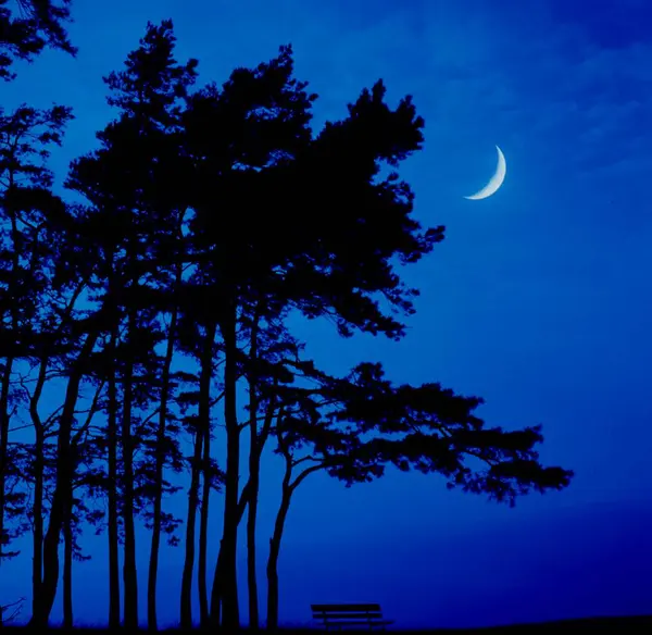 Félhold Luna Hold Fával — Stock Fotó