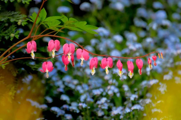 Garden Flower, Teary Heart in front of Forget-me-not, Teary Heart, Bicolour Heart Flower (Dicentra spectabilis) Teary Heart, Teary Hearts