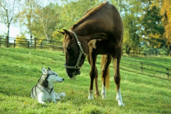 Vista Vicino Siberian Husky Cavallo Arabo Purosangue Sullo Sfondo Della — Foto Stock