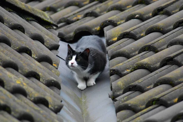 Közelről Kilátás Aranyos Hazai Macska — Stock Fotó