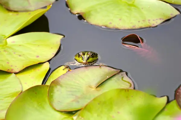 Žába Vodní Zahradním Jezírku Žába Rybníková Rana Esculenta Vodní Žába — Stock fotografie