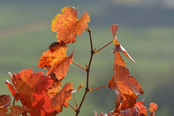 Красный Виноград Листья Виноградной Лозе Осенью — стоковое фото
