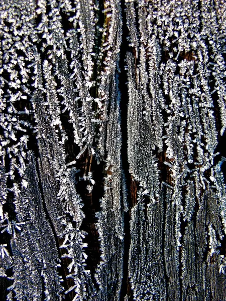 Квіти Льоду Дереві — стокове фото