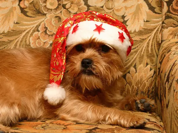 Mixed Breed Dog Santa Hat — Stock Photo, Image