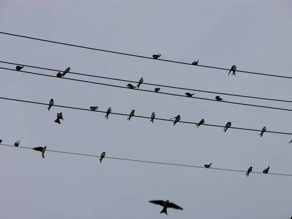Golondrinas Congregándose Líneas Eléctricas Frente Despegue Aves Migratorias —  Fotos de Stock