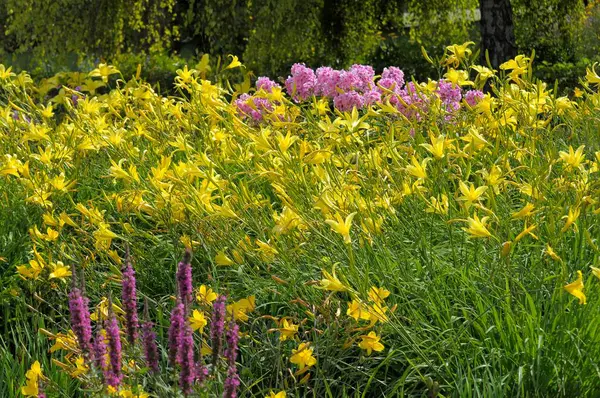 Stuttgart Killesberg Blumenbeete Sommer Lilien Garten — Stockfoto