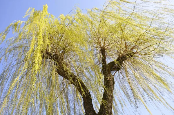 Свіжі Пагони Плачучої Верби Salix Babylonica Навесні Сильний Вітер Плачуча — стокове фото