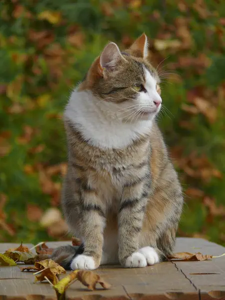 Kot Domowy Jesienne Liście Kolorowe — Zdjęcie stockowe