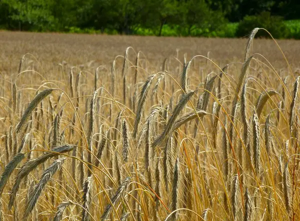 Reifes Roggenfeld Sommer Getreide — Stockfoto