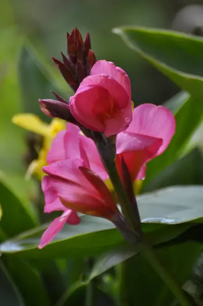 Canna Flowering Garden — Stock Photo, Image