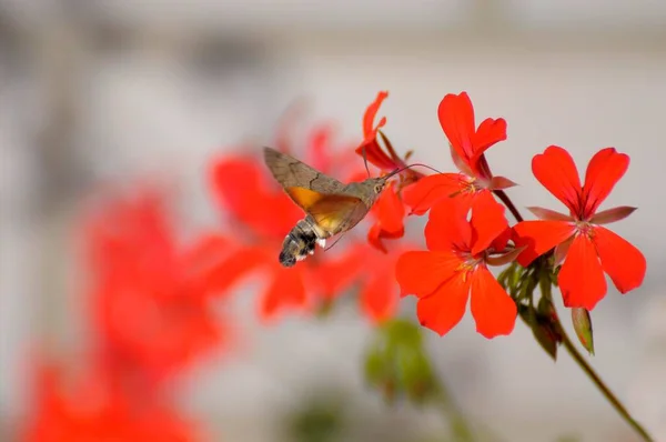 Butterfly : hummingbird hawk-moth (Macroglossum stellatarum) on geraniums, pigeon tail, dove tail, carp tail, hummingbird hawk moth