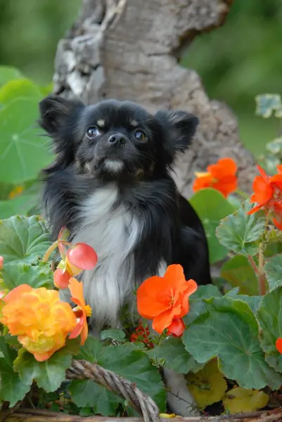 Chihuahua Varón Tricolor Recubierto Largo Sentado Entre Begonia Floreciente Retrato — Foto de Stock
