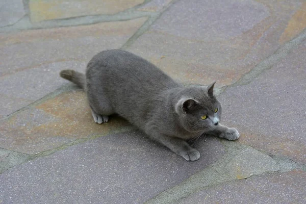 Carthusian Cat Yalan Söylüyor Kapat — Stok fotoğraf