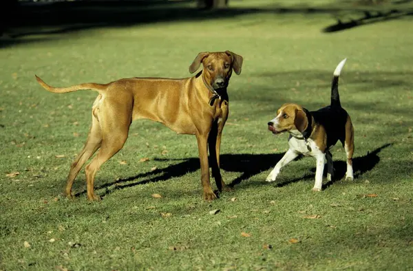 Ridgeback Beagle Rodésia — Fotografia de Stock