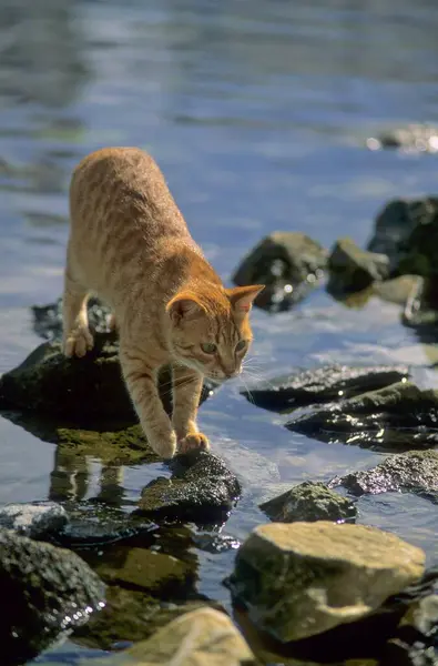 Czerwony Kot Czai Się Ryby Nad Morzem — Zdjęcie stockowe