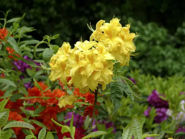庭に咲くロードデンドロン — ストック写真